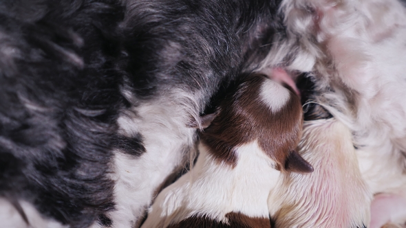 Vide: Two Newborn Puppies Eat Mother's Milk. Feeding Babies Pets