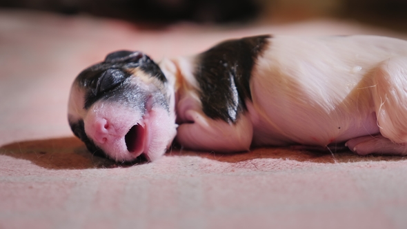 The Defenseless Newly Born Puppy Learns To Breathe. The Beginning of a New Life