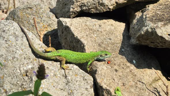 European green lizard (Lacerta viridis) sunbathing