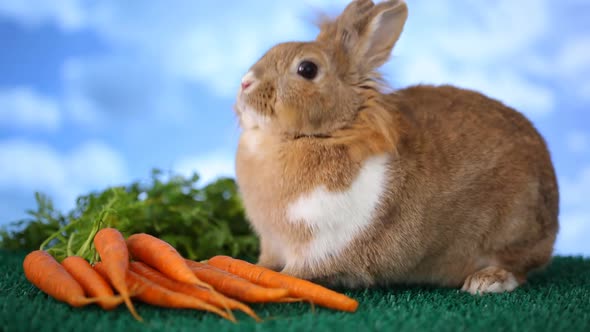 Rabbit with carrots