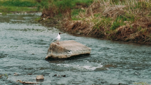 Small Tern on the River