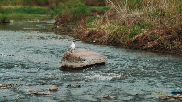 Small Tern Takes Off From a Mountain River