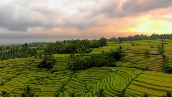 Aerial Shot of Jatiluwih Green Land Village