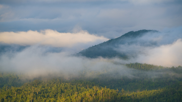 Fog Moving Above Forest