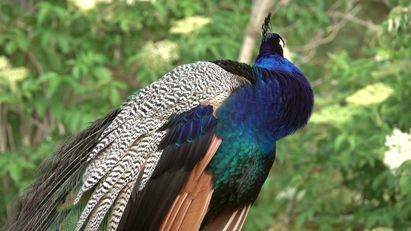 Peacocks Sitting on Branch in Forest