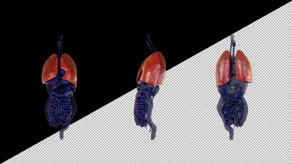 Human Anatomy Lungs alt