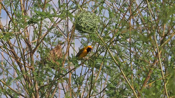 980335 Northern Masked Weaver, ploceus taeniopterus, Male standing on Nest, in flight, Flapping wing