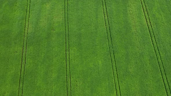 Flying Over The Field Background