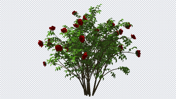 Growing Bush Roses