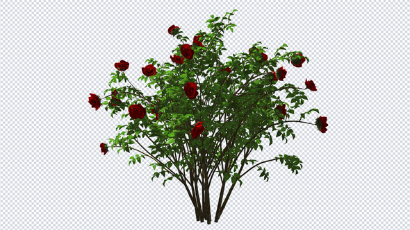 Growing Bush Roses alt