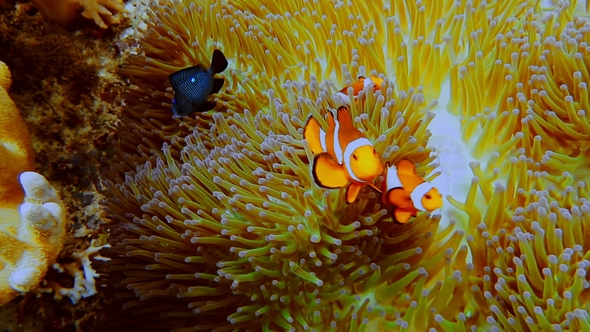 False Clown Fish Family Known As Nemo Fish on Pink-green Anemone