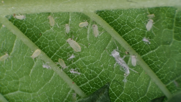 Aphids on a Green Leaf Under a Microscope