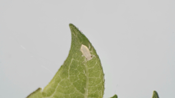 Aphids on a Green Leaf Under a Microscope