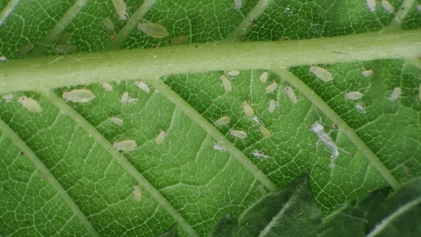 Aphids on a Green Leaf Under a Microscope