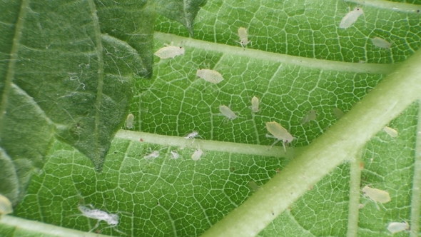 Aphids on a Green Leaf Under a Microscope