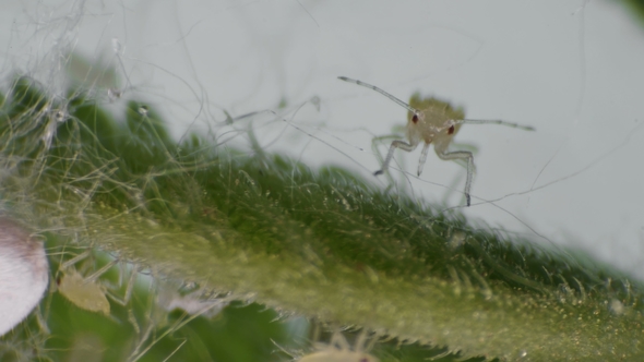 Movement of Aphids on a Green Leaf Under a Microscope