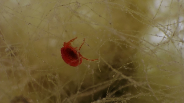 Water mite-Hydrachnidia Under a Microscope