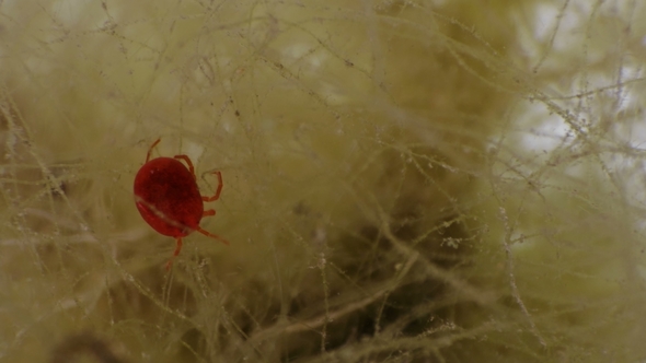 Water Mite Hydrachnidia Under a Microscope