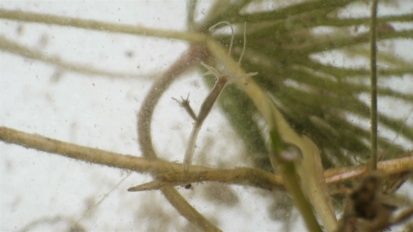 Hydra Inhabiting Ponds and Aquariums Under a Microscope