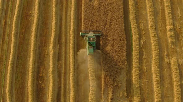 Aerial View of the Combine Machine Harvesting Ripe Wheat on the Golden Fields