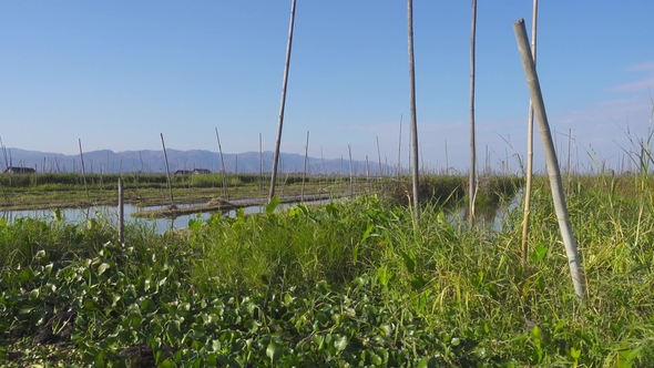 Floating Gardens on Inle Lake, Myanmar (Burma)