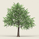 Game Ready Forest Tree 12 - 3DOcean Item for Sale