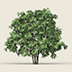Game Ready Forest Tree 13 - 3DOcean Item for Sale