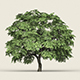 Game Ready Forest Tree 14 - 3DOcean Item for Sale