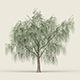 Game Ready Forest Tree 15 - 3DOcean Item for Sale