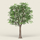 Game Ready Forest Tree 19 - 3DOcean Item for Sale