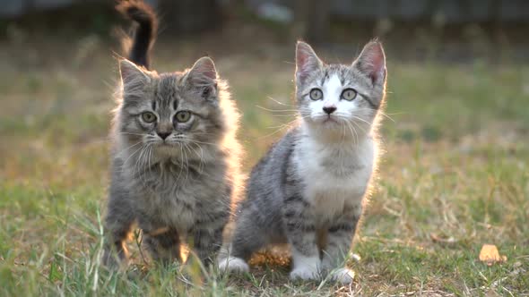 Two Kitten Playing In The Garden Together On Summer Day 