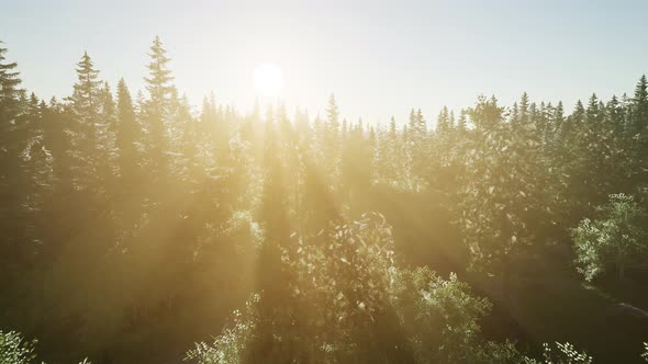 Healthy Green Trees in a Forest