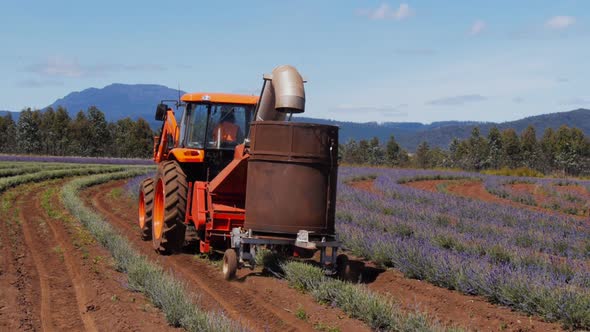 close view of lavender being harvested by machine