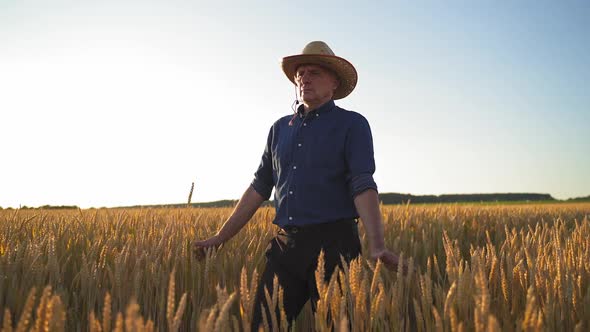 Farmer working in field. Farmer walking through field checking wheat crop