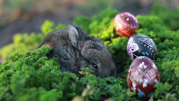 bunny on green grass, video two grey rabbits