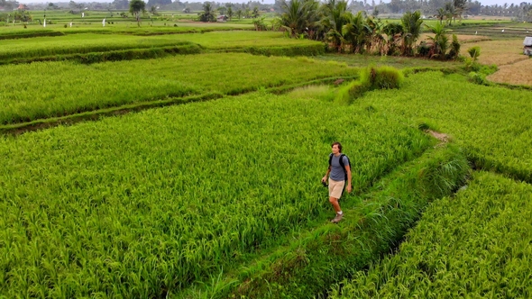 Aerial Shot of a Young Man Walking Along Beautiful Rice Fields on the Bali Island