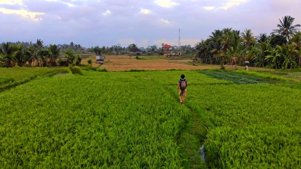 Aerial Shot of a Young Man Walking Along Beautiful Rice Fields on the Bali Island