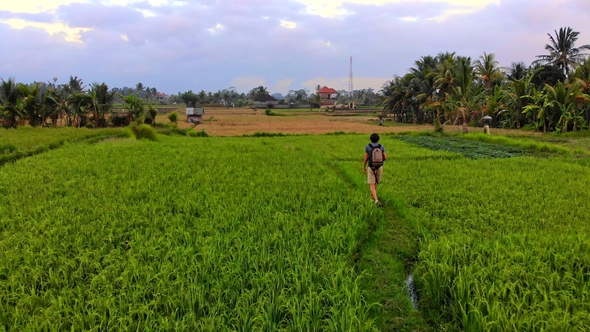 Young Man Walking Along Rice Fields on the Bali Island