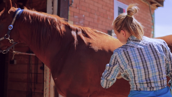 Grooming a Horse. Young Woman Cares for Her Horse