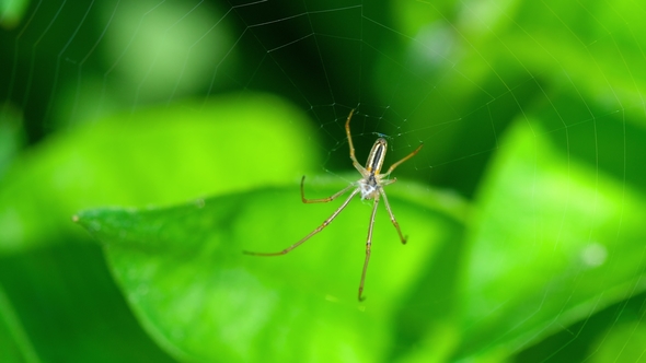 Spider Weaves a Web