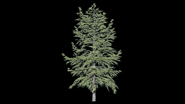 Tree Conifer Growing 2