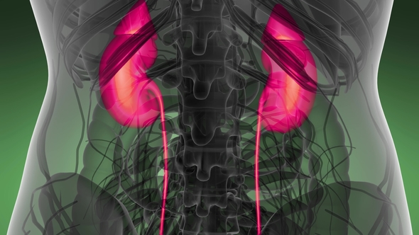 Anatomy Scan of Human Kidneys alt