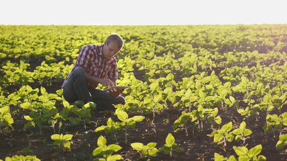 Farmer on a Young Sunflower Field at Sunset