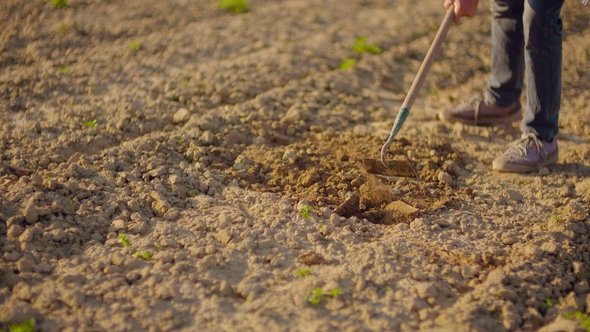 Agricultural Tool Is Hoeing Field