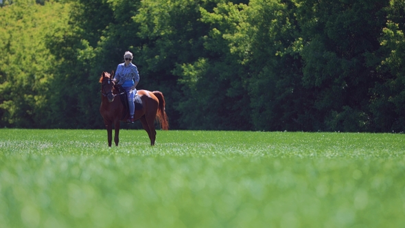 Young Woman Cares for and Rides Her Horse in the Field Against the Background of the Forest