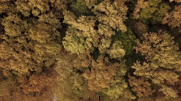 Aerial Top Down View Forest Woodland Aerial