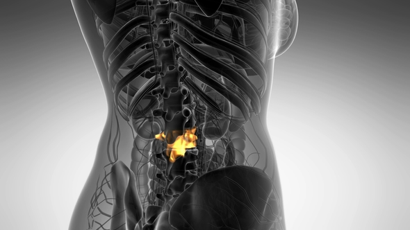 Backache in Back Bones alt