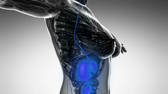 Human Body with Visible Digestive System alt