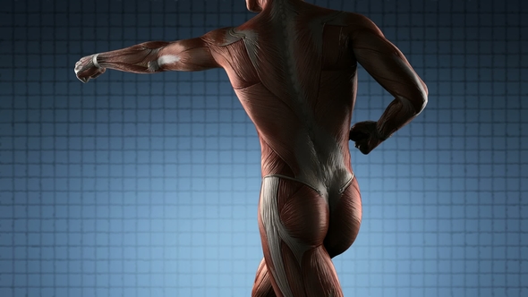 Human Muscle Anatomy alt