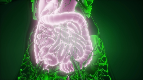 Human Body with Visible Digestive System alt